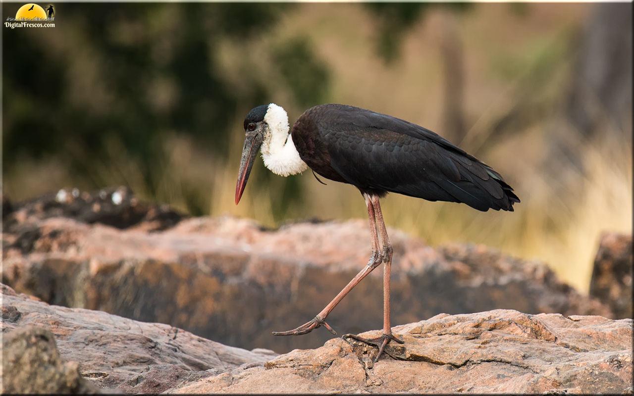 woolly-necked stork