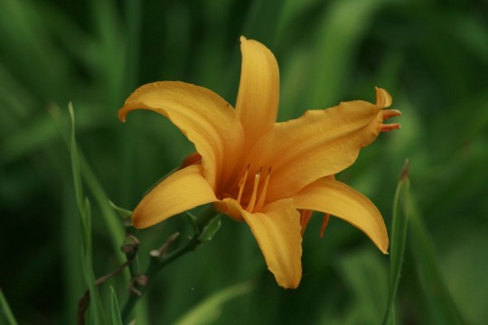 Lily