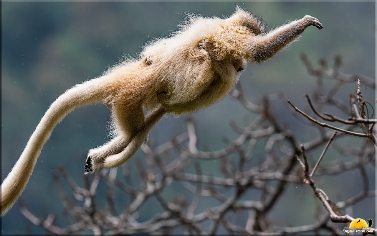 Golden langur mother and baby flying, Bhutan • DigitalFrescos