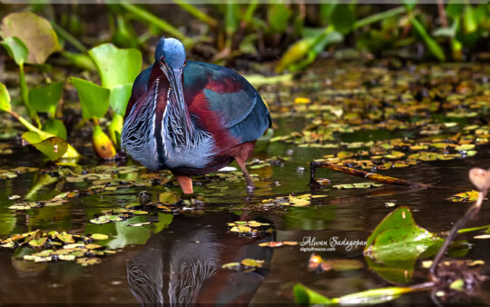 Agamai Heron looking for tit bits, Pantanal