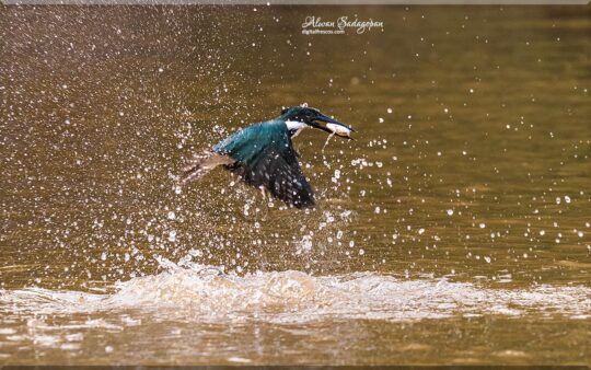 Fishing series Amazon Kingfisher 1, Pantanal
