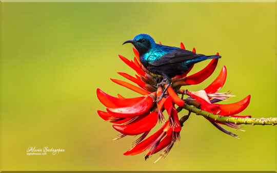 Male Purple sunbird perched on flame of the forest flowers
