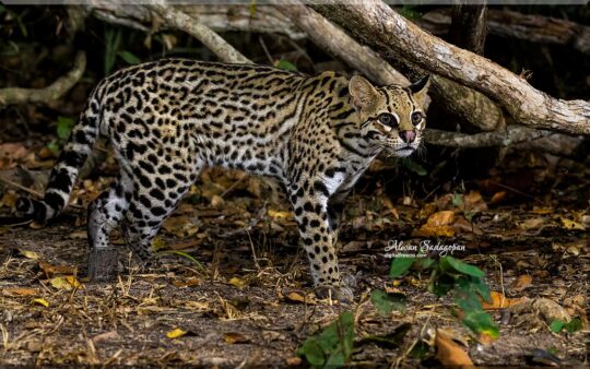 Ocelot on the move by the night, Pantanal Brazil