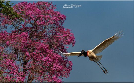 Pink Piuva blossom and Jabiru flying across, Pantanal